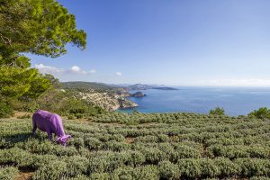 Vistas al Mediterráneo